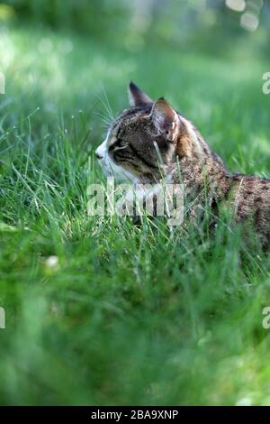 A Cat Resting In The Grass On A Summer Afternoon Stock Photo