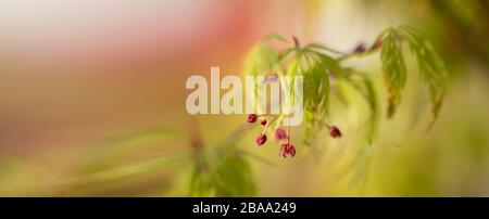 soft  beautiful japanese maple tree branch and leaves with red buds. artistic banner or wallpaper ,extra wide with room for text. Stock Photo