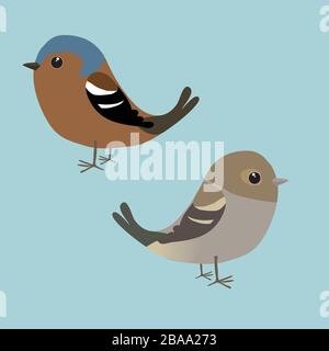 A couple of cute finches illustration. It is a male and a female bird Stock Vector