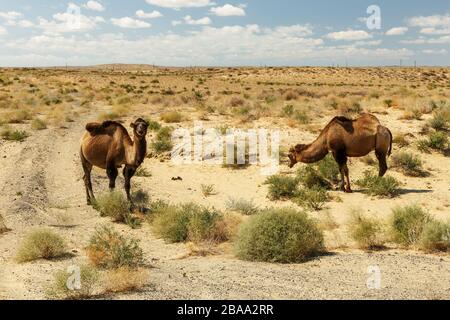 two bactrian camels near the road in the steppes of kazakhstan, Aral Stock Photo