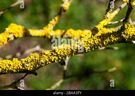 Yellow lichen, Xanthoria parietina, growing on a branch of an apple tree. Stock Photo
