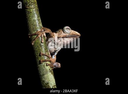 File-eared Tree Frog (Polypedates otilophus), Rhacophoridae family, endemic to Borneo, Kubah National Park, Kuching, Sarawak, Borneo, Malaysia Stock Photo