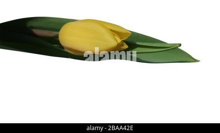 single yellow tulip on isolated white Stock Photo