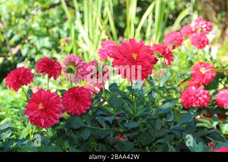 Close up of a group of Maxi Tampico Dahlia flowers in a garden in Raleigh, North Carolina, USA Stock Photo