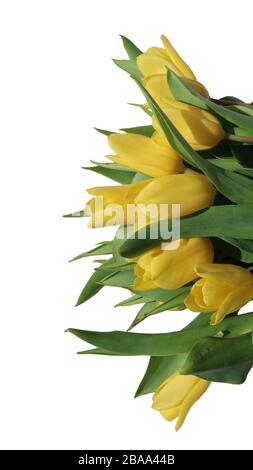 bouquet of yellow spring tulips on isolated white Stock Photo