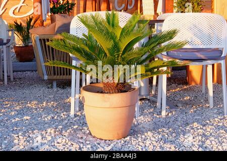 Pot of green palm in beach. Green palm tree stands next to a cafe on the beach. Cycas revoluta. Potted trees in design of exterior. Stock Photo