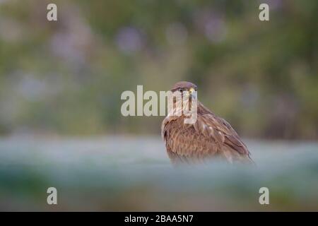 Eurasian Buzzard (Buteo buteo) perched on ground. Lleida province. Catalonia. Spain. Stock Photo