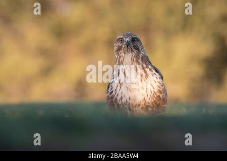 Eurasian Buzzard (Buteo buteo) perched on ground. Lleida province. Catalonia. Spain. Stock Photo