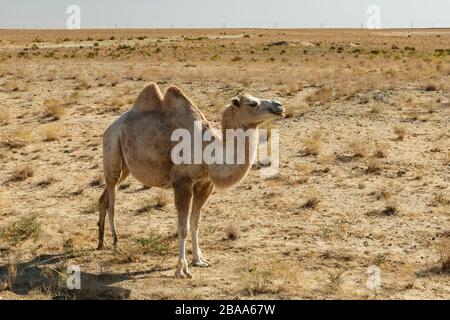 Bactrian camel in the steppes of kazakhstan, Aral District of Kyzylorda Region. Stock Photo