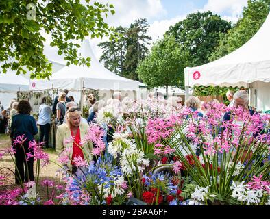 RHS Flower Show 2016. Agapanthus and Nerine display being admired. Stock Photo