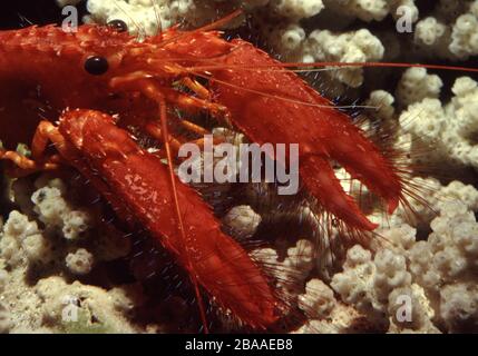Hawaiian or Red hairy reef lobster, Enoplometopus occidentalis Stock Photo