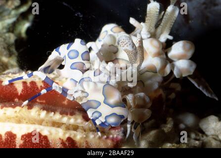 Harlequin shrimp, Hymenocera picta, feeding a sea star Stock Photo