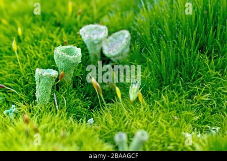 Close up showing detail of a green stalked lichen, most likely Cladonia Fimbriata, growing through the moss on top of a fencepost. Stock Photo