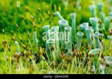 Close up showing detail of a green stalked lichen, most likely Cladonia Fimbriata, growing through the moss on top of a fencepost. Stock Photo