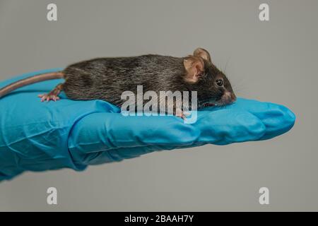 Laboratory black mouse is sitting at a person hand in cool blue glove with homogenous grey background Stock Photo