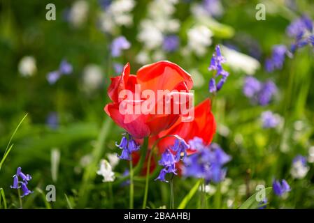 A vibrant poppy with blue bells and white blue bells in an English Meadow Stock Photo