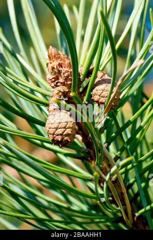 Scots Pine (pinus sylvestris), close up of  immature pine cones developing from the previous years flowers. It takes two years for them to mature. Stock Photo