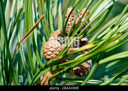 Scots Pine (pinus sylvestris), close up of  immature pine cones developing from the previous years flowers. It takes two years for them to mature. Stock Photo