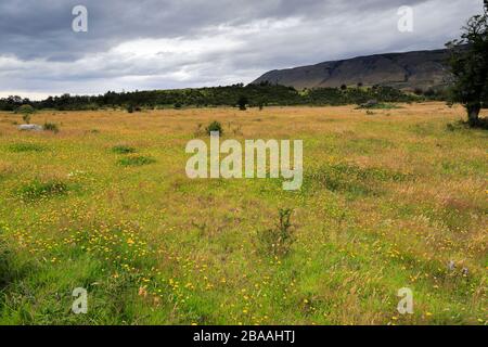 Wild flower meadow in the Patagonia Steppe, near Puerto Natales city, Patagonia, Chile, South America Stock Photo