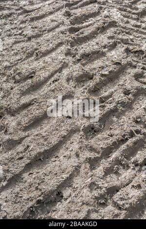 Deep ridges in mud made by tractor tyres / tires in field. Tyre tracks, making tracks, stick in the mud, muddy texture, muddy surface, mud, winter mud Stock Photo
