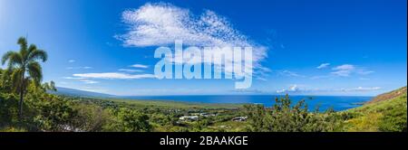 Panorama of South Kona Coast with Mauna Loa distant on historic Kealakekua Bay with foxtail palm (Wodyetia bifurcata) on Hawaii Island, USA Stock Photo
