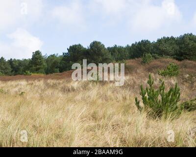Sand dunes between the beach and the forest, Wells-next-the-Sea, Norfolk, UK Stock Photo