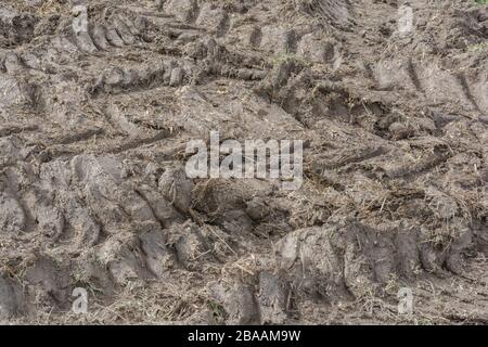 Deep ridges in mud made by tractor tyres after top dressing. Tyre tracks, making tracks, stick in the mud, muddy texture, muddy surface, winter mud Stock Photo