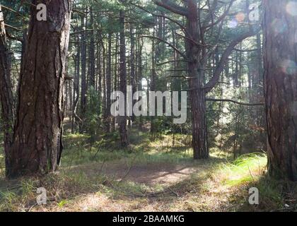 Sunlight shining through the trees of a pine woodland, Wells-next-the-Sea, Norfolk, UK Stock Photo