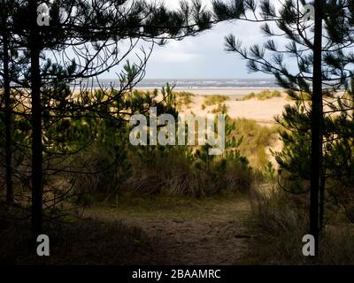 Footpath through the woods to the beach in spring, Wells-next-the-Sea, Norfolk, UK Stock Photo