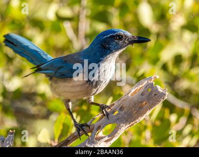 California scrub jay (Aphelocoma californica) perching on branch, Baja California Sur, Mexico Stock Photo