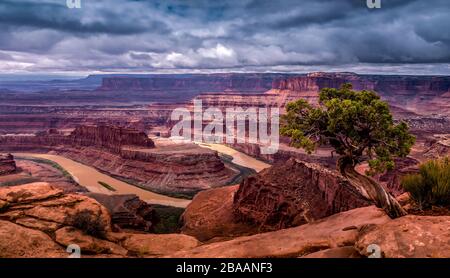 Juniper tree (Juniperus osteosperma) and Colorado River in canyon, Dead Horse Point State Park, Utah, USA Stock Photo