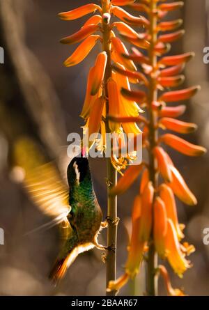 Xantus Hummingbird (Basilinna xantusii) on Aloe Vera Flowers (Aloe barbadensis), Baja California Sur, Mexico Stock Photo