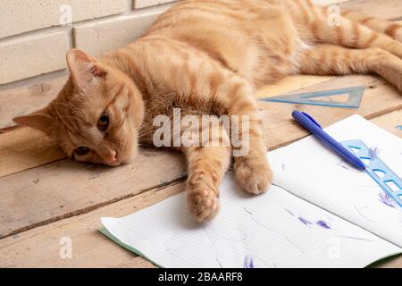 A red cat sleeps on the table in the copybooks. Stock Photo