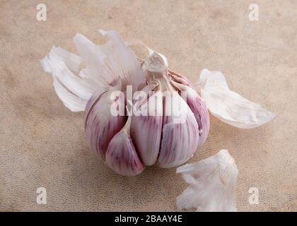 White and purple garlic head on a light brown background Stock Photo
