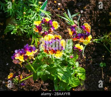 A close up image of a Nemesia "Plums and Custard" flower Stock Photo