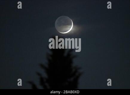 London, UK. 26th March 2020. Waxing crescent moon with a 4% sunlit edge brushes past a conifer tree with thin cloud passing the lit crescent, the main disk is lit by earthshine, reflected sunlight from planet Earth. Credit: Malcolm Park/Alamy Live News. Stock Photo