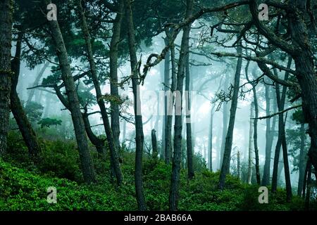 Fog in scenic forest at Point Reyes National Seashore, California, USA Stock Photo