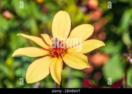 Bee on single-flowered Dahlia in Butchart Gardens on Vancouver Island, British Columbia, Canada. Stock Photo
