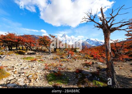 Autumn colors of vegetation around the Laguna Capri, National Park of ...