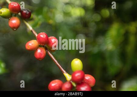raw red coffee beans growing on coffee plant Stock Photo
