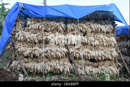 Temporary maize drying shelter covered with blue tarpaulins in Rwanda, Africa Stock Photo