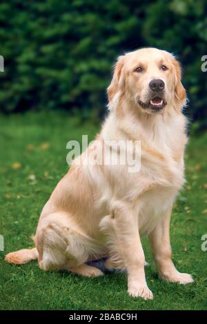 Golden Retriever portrait Stock Photo