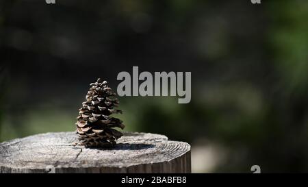 Pine cone sitting on a stump Stock Photo