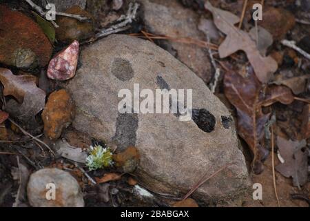 Stones after rainfall Stock Photo