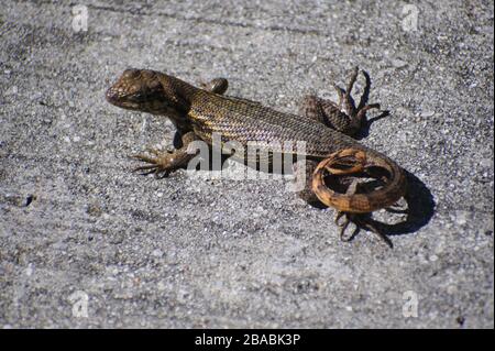 curly-tailed lizard on pavement Stock Photo