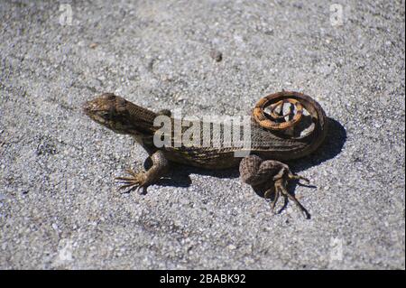 curly-tailed lizard on pavement Stock Photo
