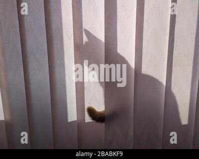 cat tail behind the curtain. hiding cat white background Stock Photo