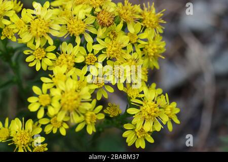 Solidago, commonly called goldenrods, is a genus of about 100 to 120 species of flowering plants in the aster family, Asteraceae. Stock Photo