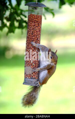 Grey squirrel on a garden bird feeder. Stock Photo