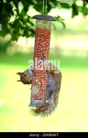 Grey squirrel on a garden bird feeder. Stock Photo